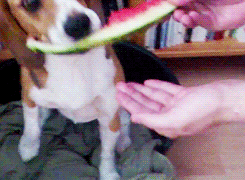 watermelon animals dog eating
