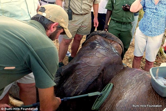 Scrub down: After treating the wounds a team of elephant experts gave the elephant a good clena