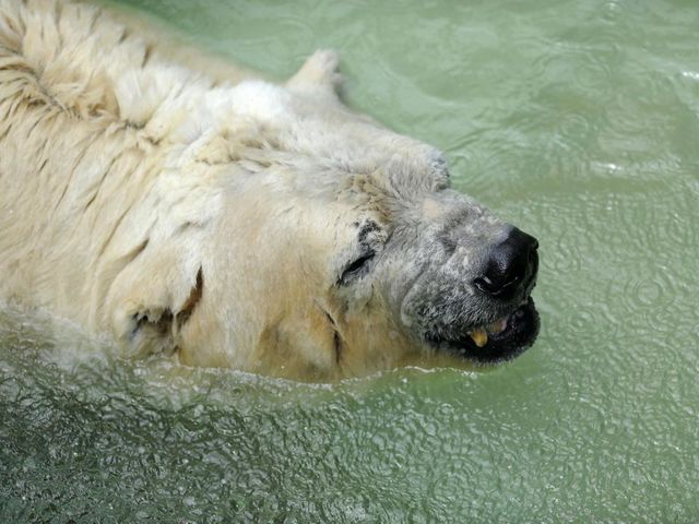 Many reported seeing Arturo pacing back and forth in his concrete enclosure, and displaying his teeth in temperatures that would rise above 40C. His pool of water was only twenty inches deep, and care takes would throw ice blocks in it to try and keep it cool. 