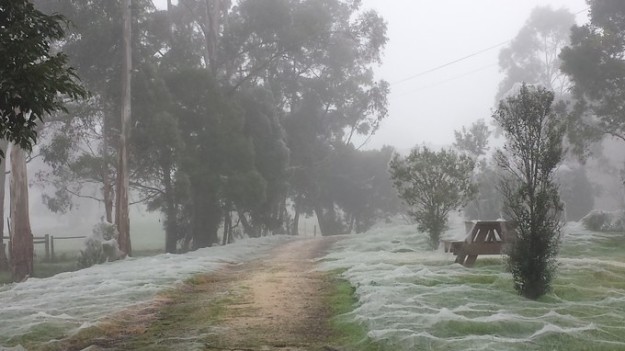 The abnormal spiderweb phenomenon has happened in Australia before. During periods of high rainfall or flooding, spiders are often forced to seek higher ground.