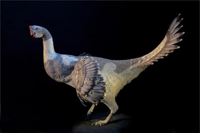 02 feathered dinosaur ngsversion 1459872001709 adapt 1900 1 640x426