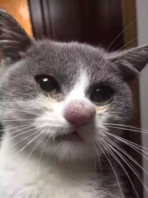 This cat that sniffed a bee.