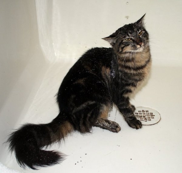 This cat that likes showers.