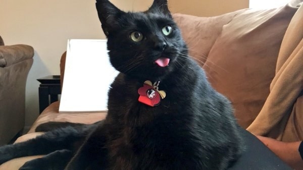 All the cats of the world that forget to put their tongue away sometimes.