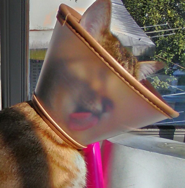 This cat that likes to lick it's cone of shame.