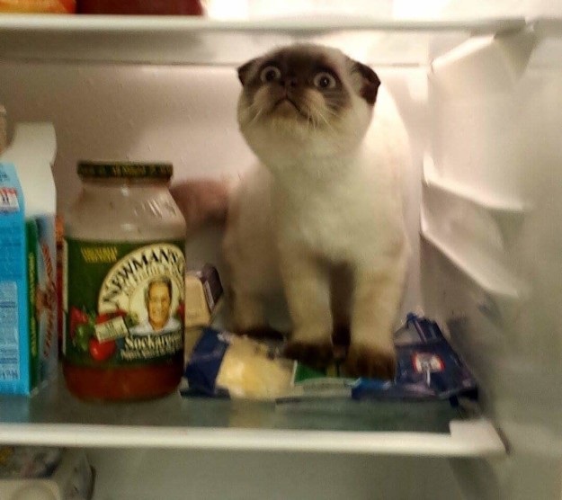 This cat that just really loves the fridge.