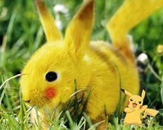 One of the villagers who caught this real-life Pikachu said they didn't have the standard Pokémon ball to help them capture the creature.