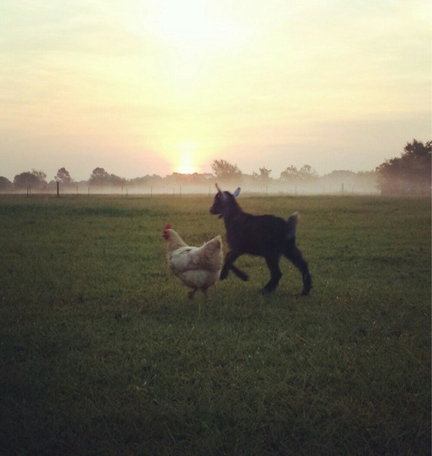 And this photo of a chicken and baby goat, proving that even the most unlikely pairings can be friends.