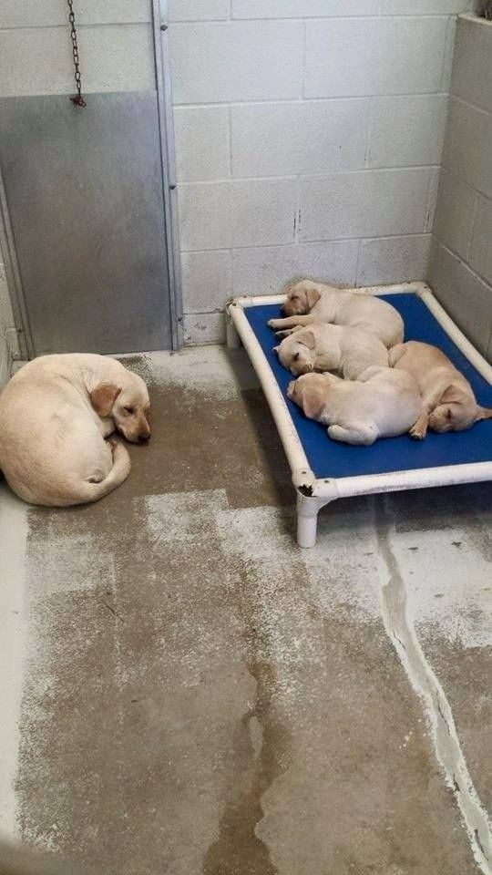 And this mother dog, who doesn't mind sleeping on the floor if it allows her pups to sleep on a bed.