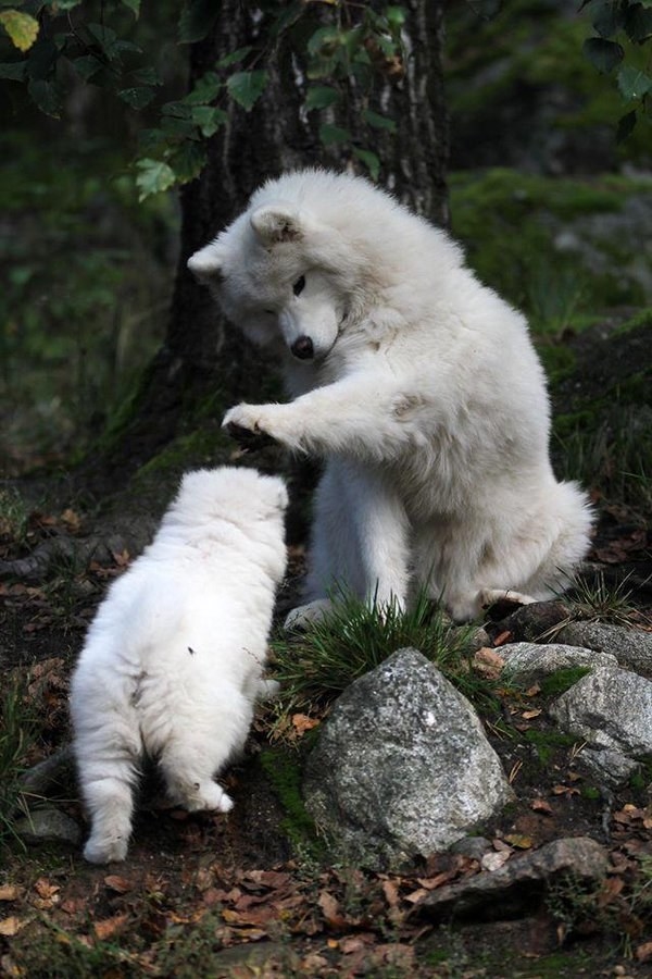 And this Samoyed is showing his support by petting his son after a job well done.