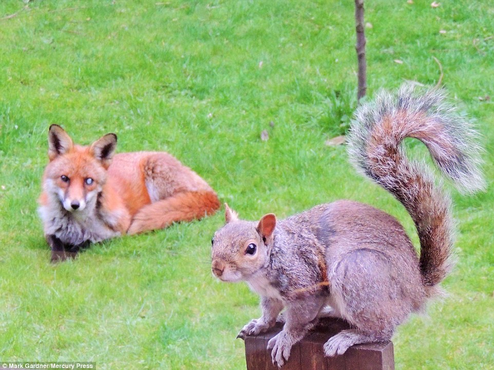 Stand off: The fox called Forest was 'skulking around on the lawn watching him intently it looked just like he was asking for help from us'