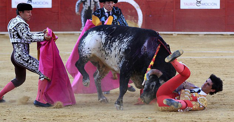 bullfight