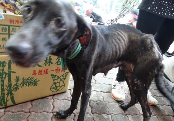 酗酒飼主在狗媽媽面前摔死幼犬 當志工看到狗