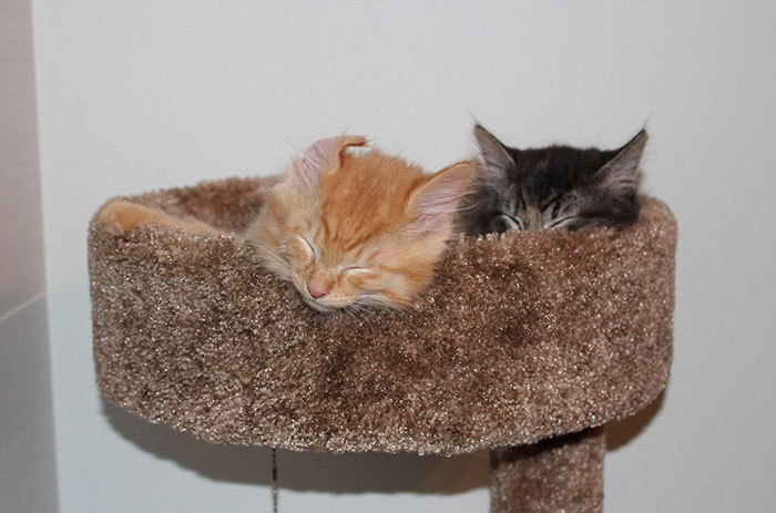 cats-sleeping-together-before-after-growing-up-renley-lili-4