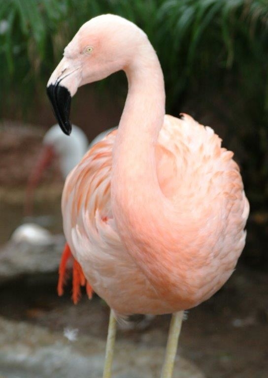 Pinky, a 19-year-old Chilean flamingo at Busch Gardens Tampa, in Florida, had to be euthanized on Tuesday after a park visitor allegedly picked her up and threw her to the ground.