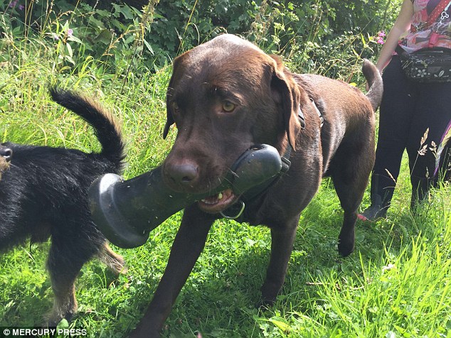 Chocolate labrador Galaxy was on an afternoon stroll when he discovered the huge sex toy