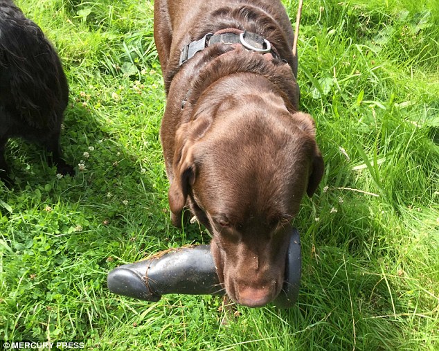 Full-time walker Natalie Ferguson said she was 'gobsmacked' when the dog found the sex toy