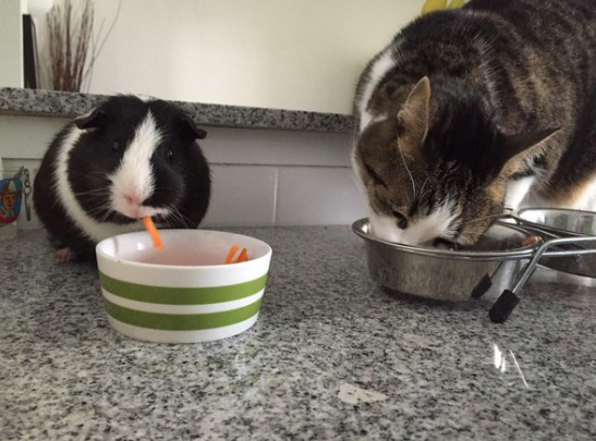 The world can't be THAT bad when there are guinea pigs and cats scheduling a proper dinnertime together.