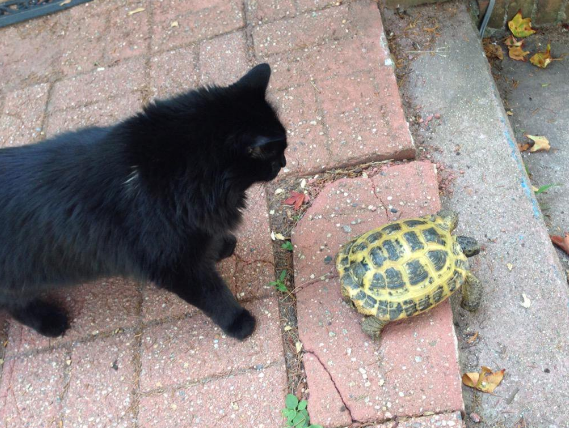 Behold, a turtle guiding his cat on a grand adventure into the great unknown.