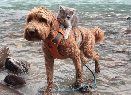 This dog helping his best friend face her fears.