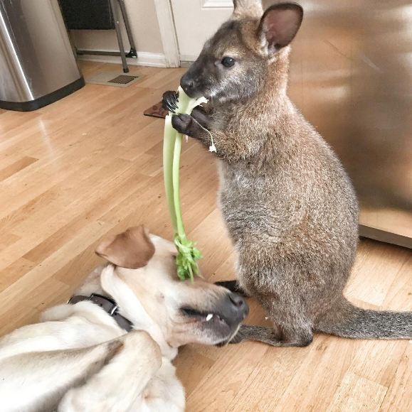 These snacktime pals.