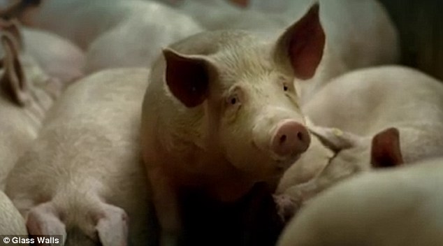 The video shows the process of gelatin production in reverse, ending with a pig staring into the camera, above
