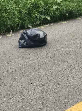 moving-trash-bag-road-abandoned-dog-malissa-sergent-lewis-3