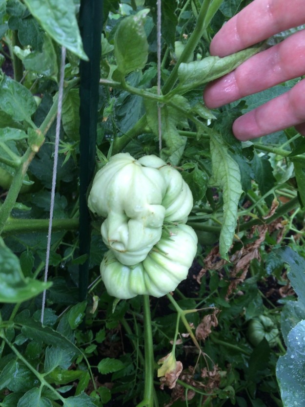 This tomato that looks like an old Elizabethan woman.