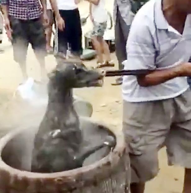Horrifying image shows a dog being boiled alive for meat