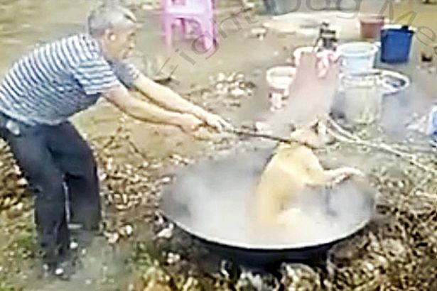 Horrifying image shows a dog being boiled alive for meat