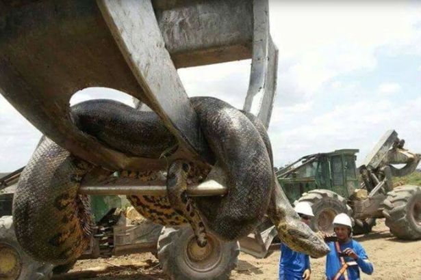 Monster anaconda found on construction site in Brazil