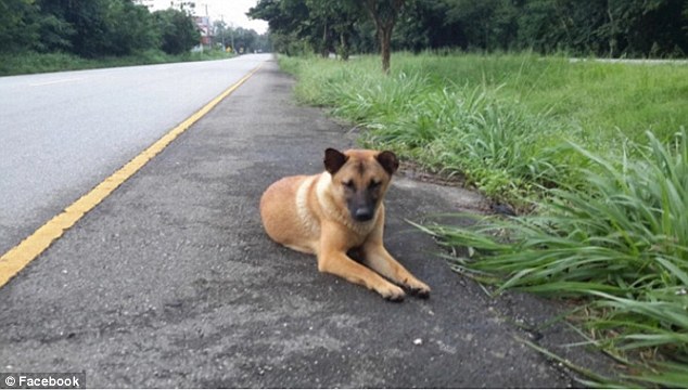 Loung (pictured) waited patiently by the roadside in the village of Ban Nong Khon but her owner never returned
