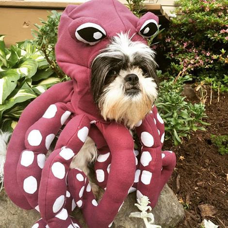 Octopus Dog Halloween Costume, $69.99