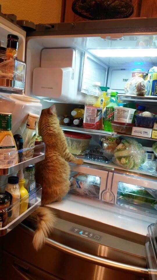 Opening the refrigerator and forgetting what you wanted to get out of it.
