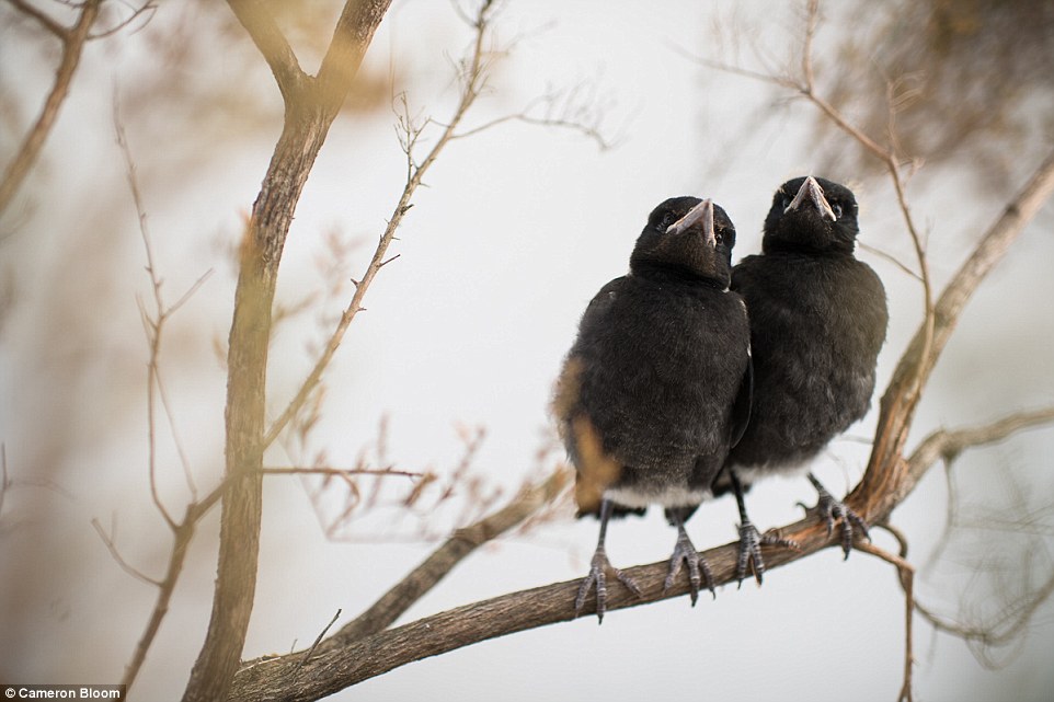 In October this year, two baby magpies were adopted into the fold. Puffin and Panda were blown out of their nest during windy weather, close to where Penguin was found in 2013