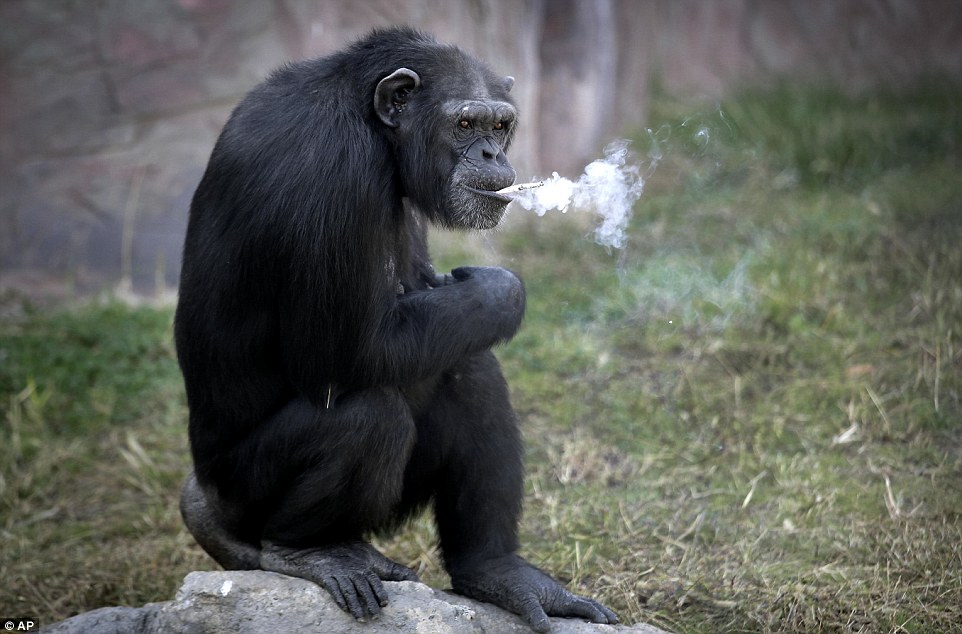 A chain-smoking chimp is pulling in the crowds at a newly-opened zoo in North Korea where she has developed a 20-a-day habit