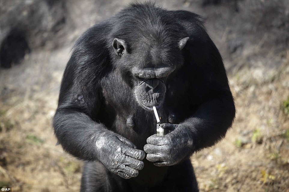 The chimp also goes by the Korean name Dalle, and her trainer at the zoo helps feed her habit