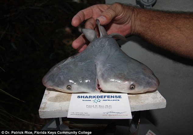 In 2013, a group of Floridian fishermen strained to haul in a large Bull shark, but upon gutting it found that its uterus housed a two-headed fetus. Mutant shark findings have been on the rise over the past few years, and scientists are unsure as to why this may be
