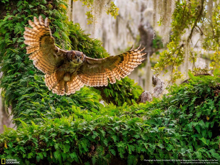 Great Horned Owl Returning