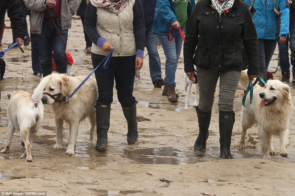 Dog owners from across the county brought their own pets along for the final walk, with many jumping in and out of the water