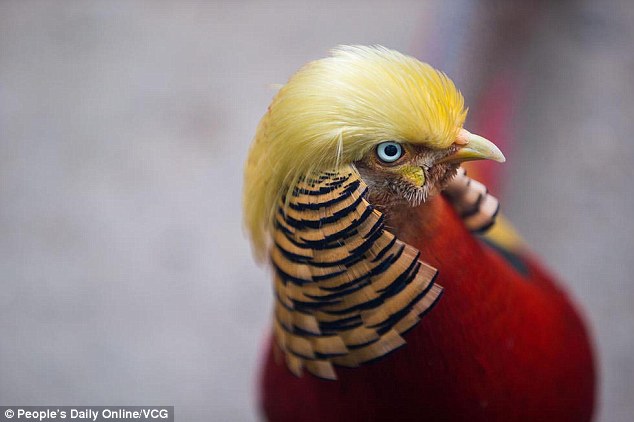The pheasant-elect: The five-year-old pheasant (pictured) is said to have Trump's hairstyle