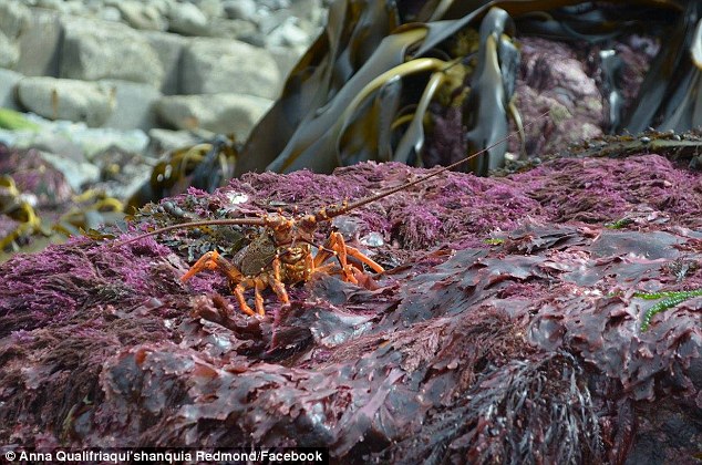 While incredible, the photos capture the devastating death of sea-life, some of which cannot survive above water