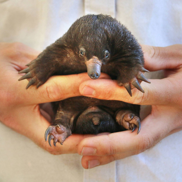 Also this week, Sydney's Taronga Zoo celebrated its first short-beaked echidna births in 29 years, with keepers revealing three healthy echidna puggles.