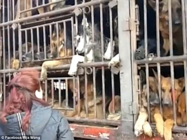 Animal activists took a video showing the dogs whining and whimpering on the lorry. They had not been given food or drink for several days