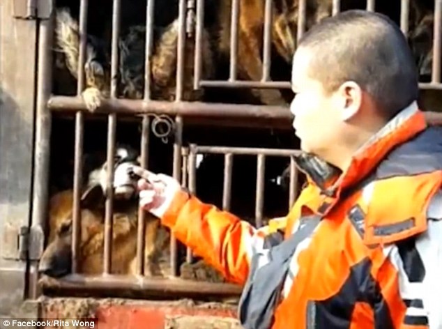 An animal activist strokes one of the dogs in between the bars. The animals were heading for a slaughterhouse, possibly in Tianjin