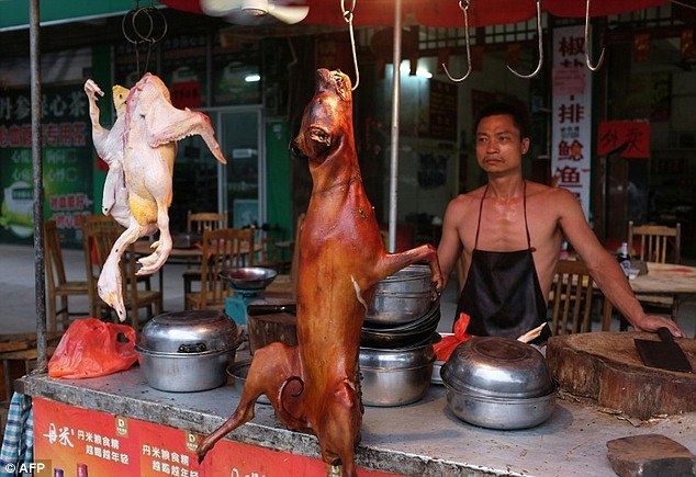 Every year 10,000 dogs are killed at the Yulin dog meat festival (pictured) in June. The dogs are often beaten and boiled alive in the belief that the more terrified they are, the tastier the meat