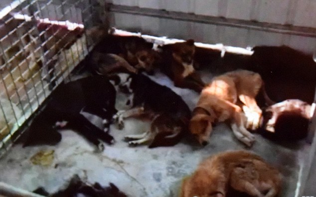 3. The desperate aftermath: Dying dogs at a Buddhist sanctuary where Ching's foundation placed 700 animals. Ching did not know that the Buddhists would not help sick animals, and many of the dogs ended their days in agony