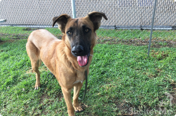Zuzu is a 2-year-old German shepherd currently living at the Downey Animal Care Center in California. She is described by volunteers as "beautiful and loving" and "amazing."