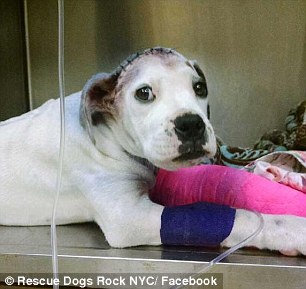 Sammie the abused boxer puppy is recovering at a South Carolina vet clinic