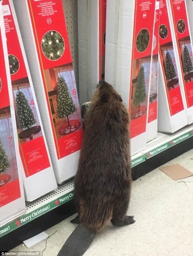 This beaver got a early start of his holiday shopping after strolling into Dollar General store in Charlotte Hall in Maryland on Monday night and browsing the Christmas trees